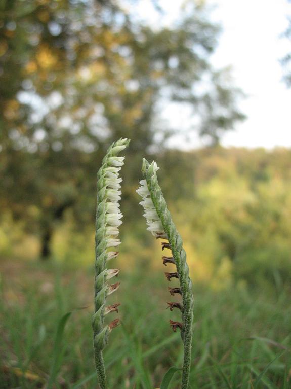 Spiranthes spiralis - (L.)  Chevall.